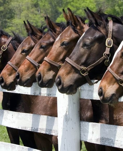 Horses in stable yard