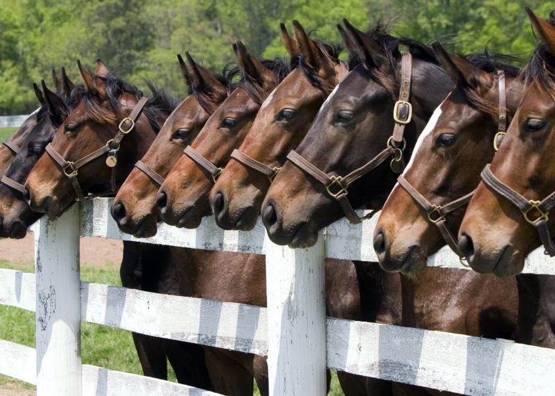 Horses in stable yard