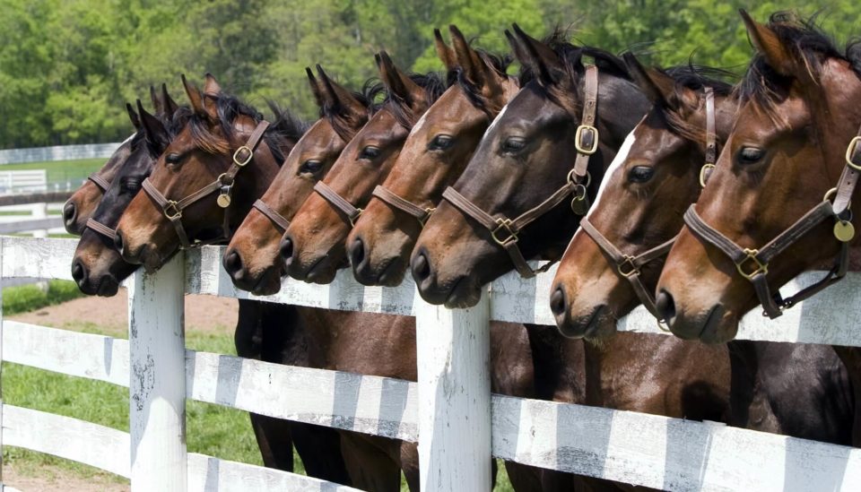 Horses in stable yard